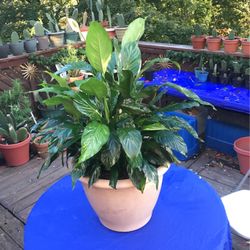 Peace Lilly 