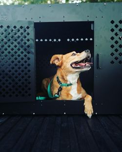 IMPACT Dog Crate