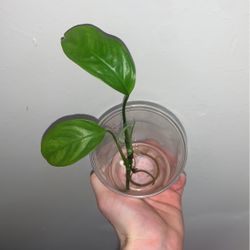 Monstera Obliqua Bolivia for Sale in Seattle, WA - OfferUp