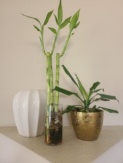 Lucky Bamboo plant