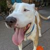 Jamie (Henderson Area)