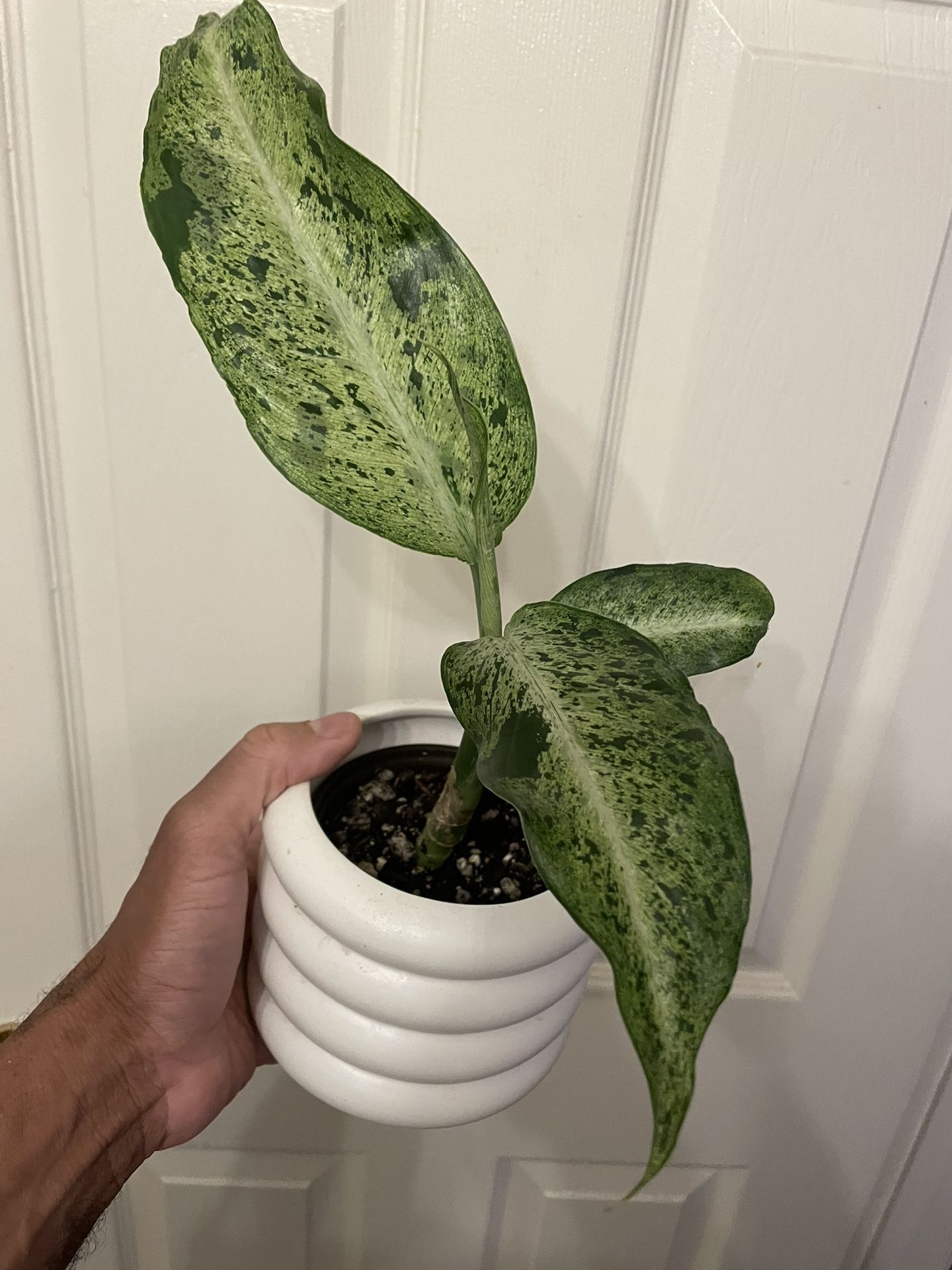 $10 | Rare Dieffenbachia “Maui Wowie” | Low Light Tolerant | Air Purifying | Easy Care | Grows into A Very Large Plant Over 6Ft Tall