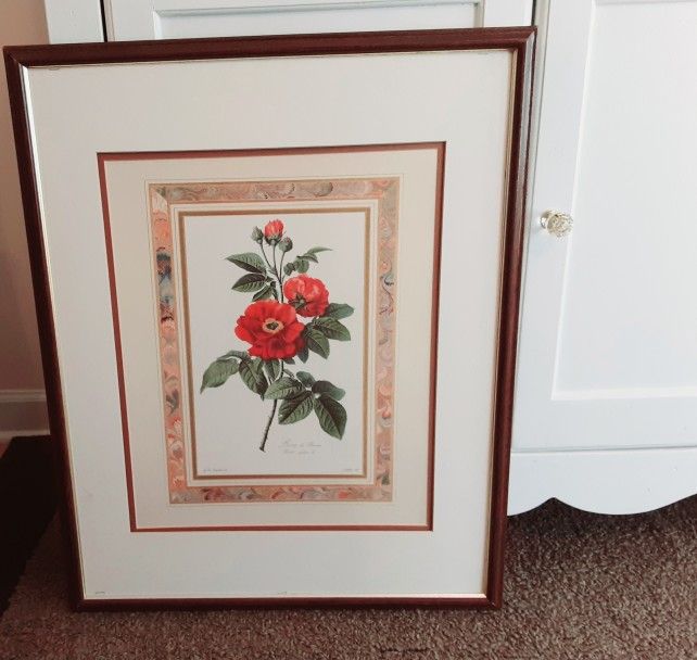 ROSE DE PROVINS ROSA GALLICA PICTURE (offers welcome)