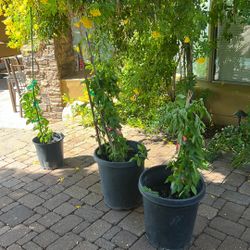 25 Gallons Arizona Yellow Bells Espalier - Native Desert Color $25 Each Pot,2’ Tall
