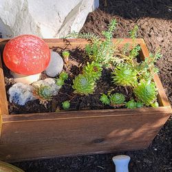2  Handmade Cedar Planters With Succulents And Ceramic Mushrooms 