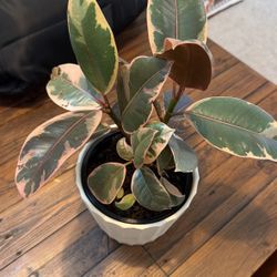 PLANT FOR SALE!!!