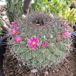 Mammillaria Melanocentra