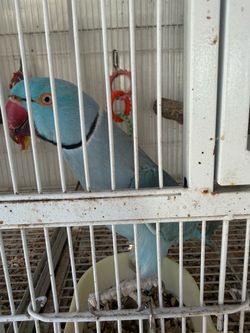 Medium cage with stand