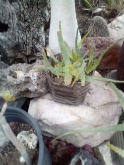 Aloe Vera Plant – Easy Care, Fast Growing
Planta Aloe Vera – Fácil Cuidado y Crecimiento Rápido.