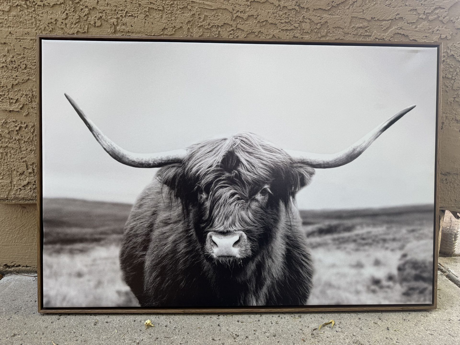 Highland Cow Picture