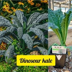 veggies Starters plants 🪴 in  4" Plantas  de vegetales 