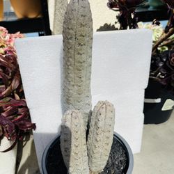 Euphorbia Abdelkuri Imported Cactus