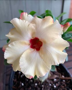 Rosa del decierto
