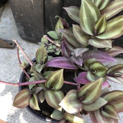 Planta Natural
