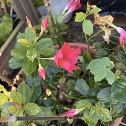 Mandevilla / Brazilian jasmine