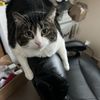 Janet