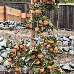 Fuyu Persimmons Trees $45.00 Each / Árboles De persimos $45.00
