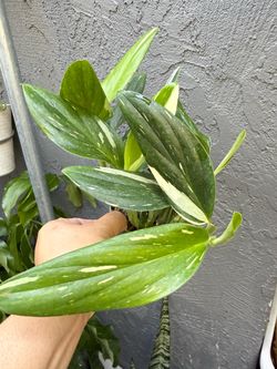 Plants (4”pot🌿Monstera Standleyana Albo $12 each)