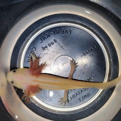 Aquarium Decorations 