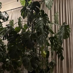 Monstera Deliciosa 