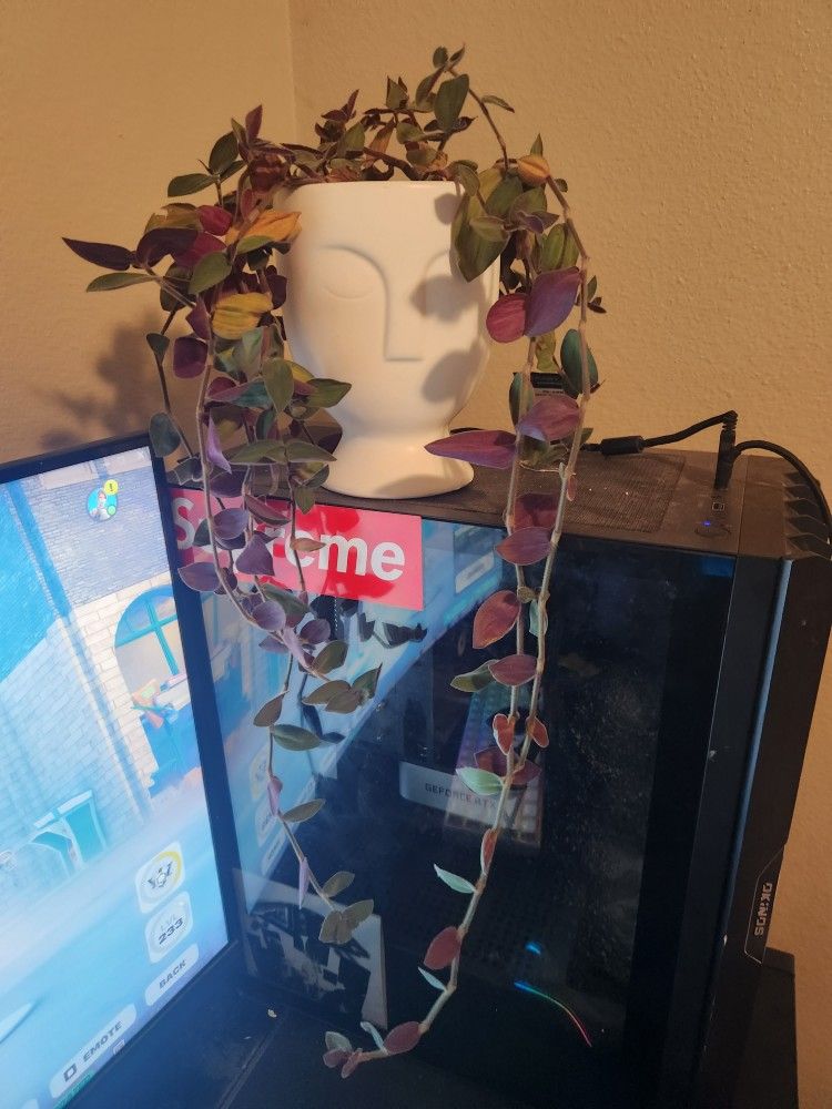 Tradescantia Plant