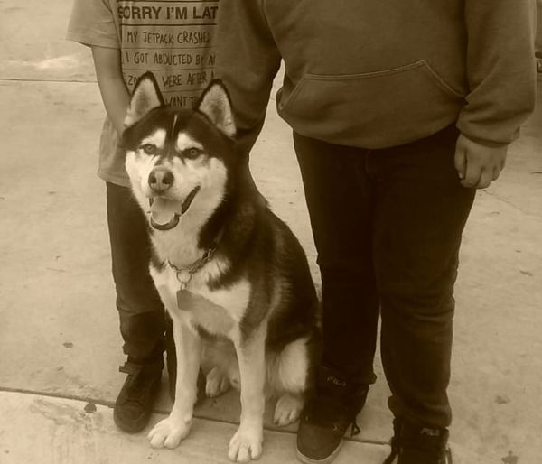 2 Year Old Husky Needs Home For In Long Beach Ca Offerup 2 Year Old Husky Needs Home