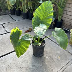 Plantas Orejas De Elefantes $