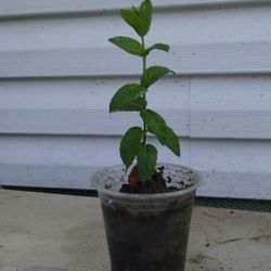 Organic Peppermint Plant 