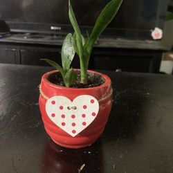 Rooted Snake Plant Baby In 2” Pot