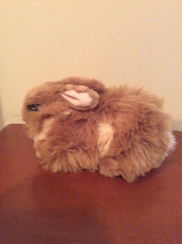 THIS IS A TRI COLOR BUNNY. HE HAS A PERSONALITY!