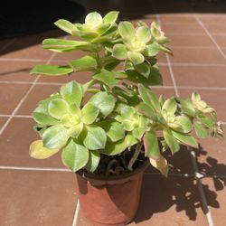 Kiwi Succulent Plant
