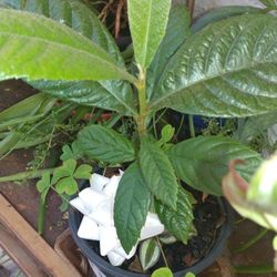 PLANTS AND FLOWERS
