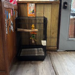 Bird Cage In Harlem 135