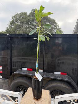 ***GRAFTED*** Stewart Avocado Tree Live Plant Fully Rooted