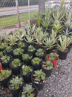 Agave Sale! From $15🌱