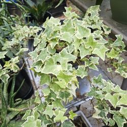 Golden English Ivy 