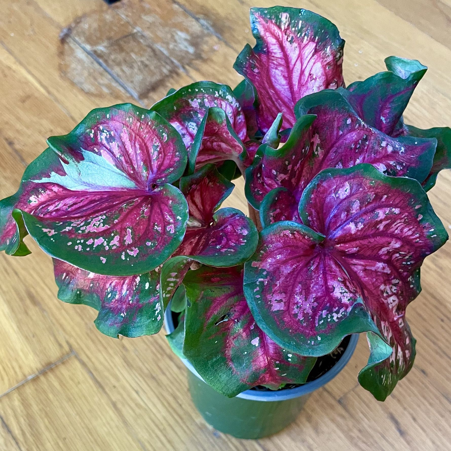 Pink Panther Caladium Plant / Spring Sale / Free Delivery Available 