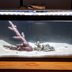 20 Gallon Long Saltwater Aquarium Fish Tank