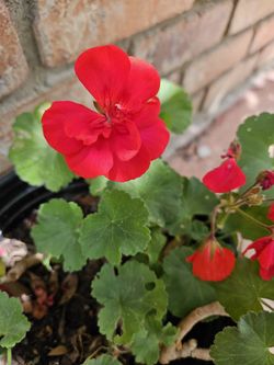 Geranio Or Malba In 3 Gallons Pot