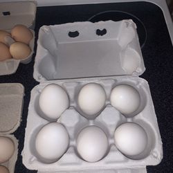Farm Fresh Goose Eggs For Sale