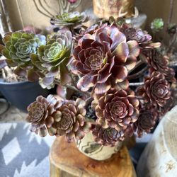 Aeonium Succulent Plant