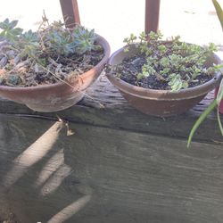 Pretty Plants And Planters Prices Vary