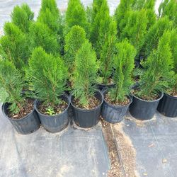 Pinos Tulia Cypress 3gallon 2ft Tall 