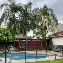 Mature Palm Trees - 3 Available 