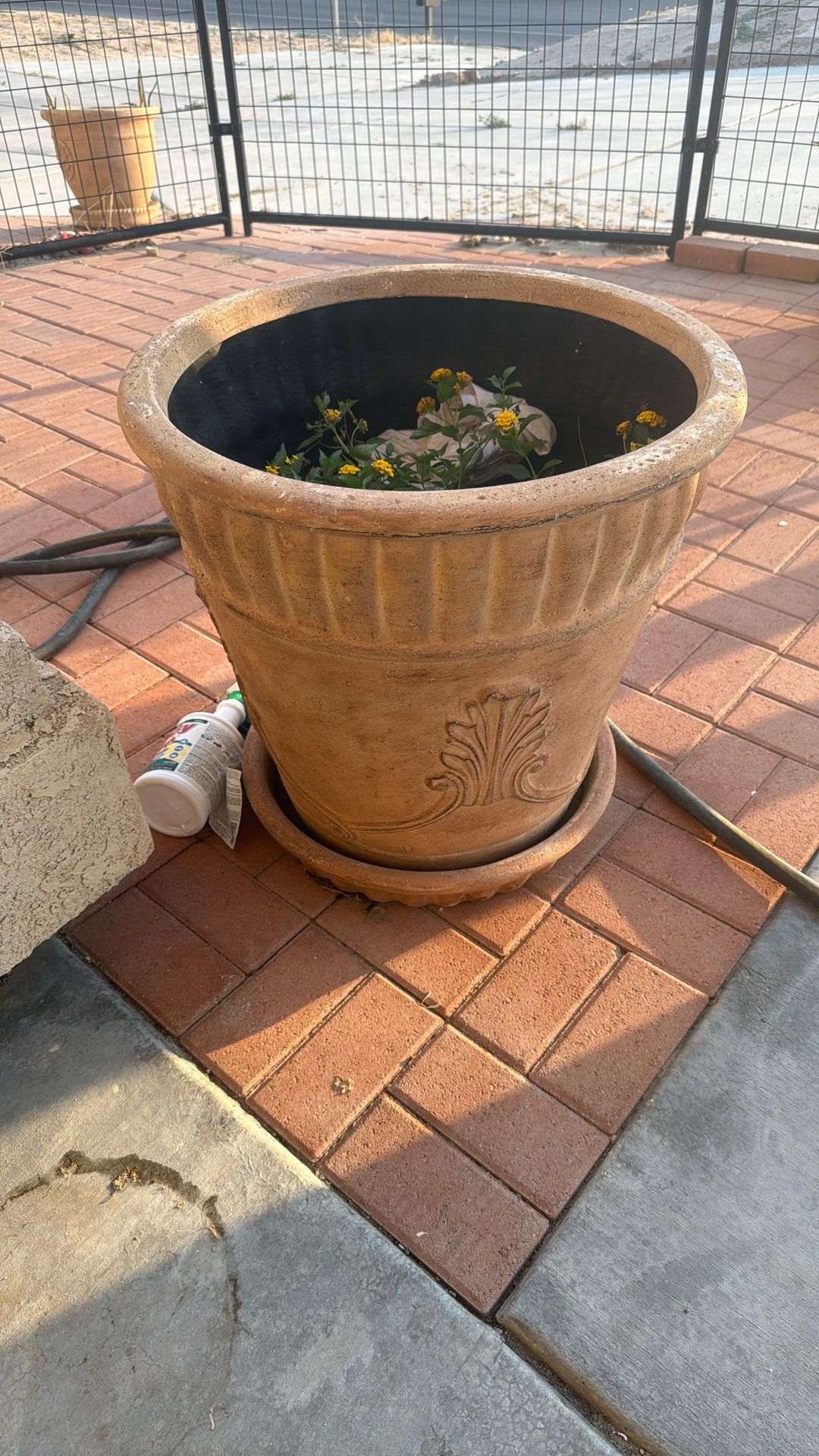 Plant Pot