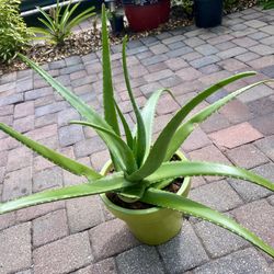 Aloe Vera