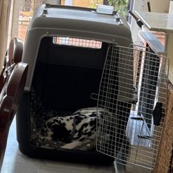 Big dogs kennel IATA certified