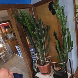 African Milk Cactus  Large And Small 75-100