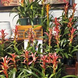 Red Bromeliad Plants  🥰😍