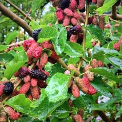 Mulberry  Fruit  Tree  (Tasty & Rare)